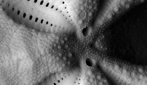 closeup of
heart urchin skeleton
found at sandy beach
... by Chris Krambeck 